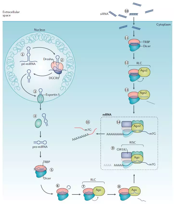 全球首款RNAi药物“诞生”花了20年，未来10年将“爆发”