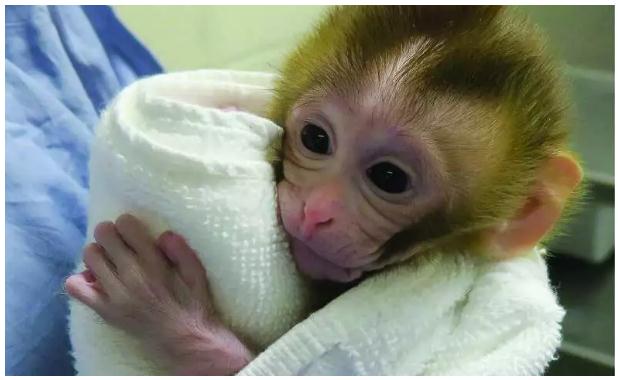 Science：儿童癌症患者的生育能力有救了，动物实验已成功生下健康后代