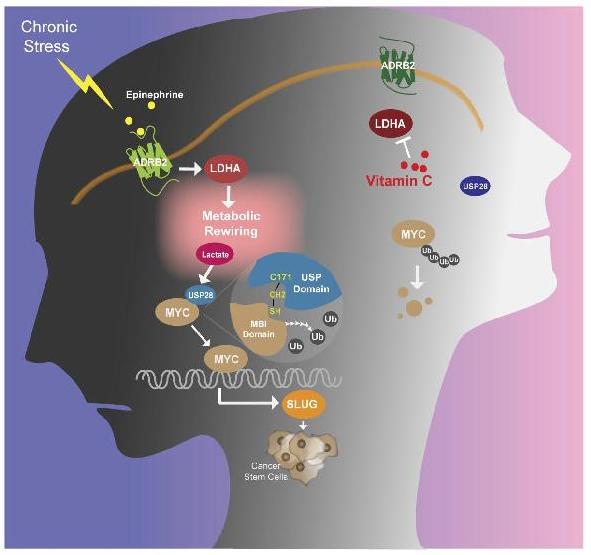 中国研究发现慢性压力促进癌症发展新机制