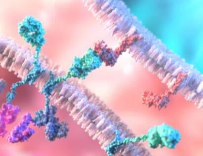 细胞疗法的下一个前沿阵地：可“现成”使用的CAR-T