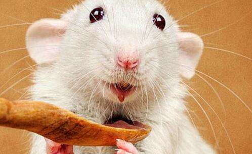 美研究人员给小鼠植入透明3D打印头骨