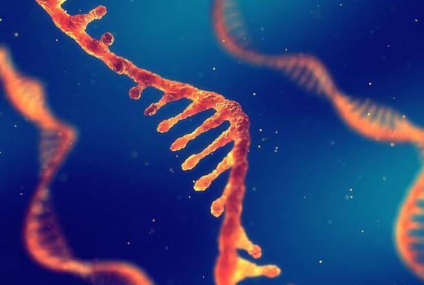 最新研究或颠覆原先理论：RNA与DNA曾是一体？