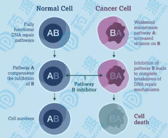 PARP抑制剂­——“合成致死”抗肿瘤新疗法实践者