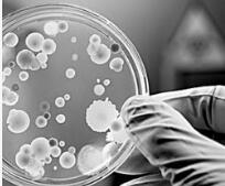 超级真菌来袭业界如何应对？