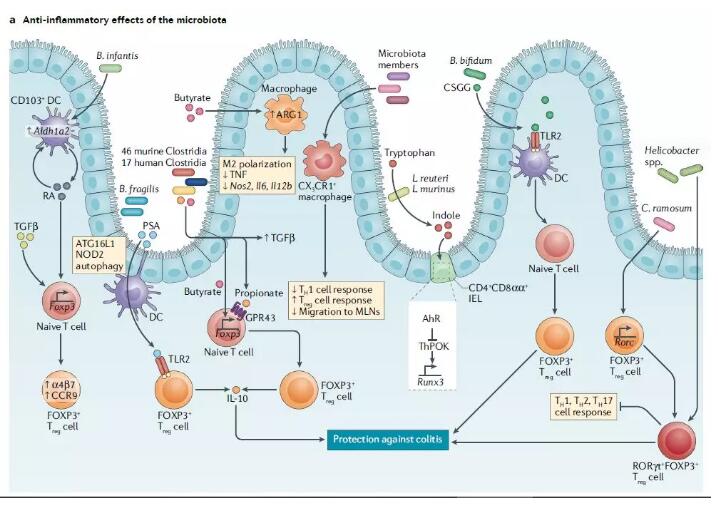Nature深度综述：治疗癌症和免疫疾病，我们离成功微生物疗法还有多远？