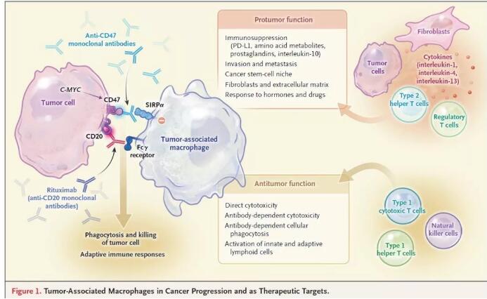 第二代CD47抗体：肿瘤免疫治疗的新热点