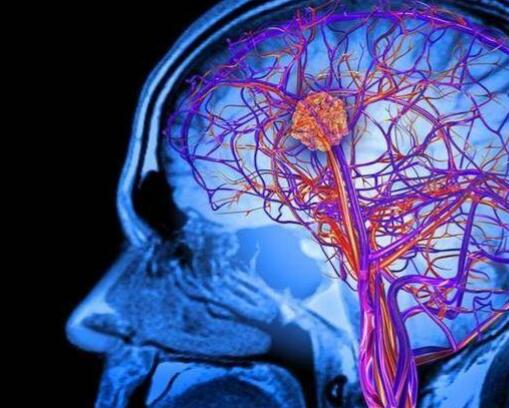 重新定义生死？科学家让死亡几小时后的大脑恢复细胞功能