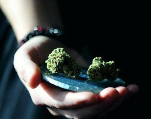 工业大麻牌照的价值终将回归理性