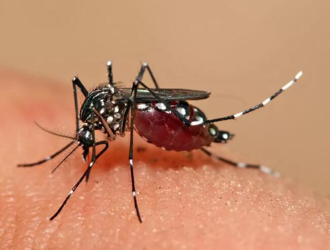 FDA批准首款登革热疫苗！