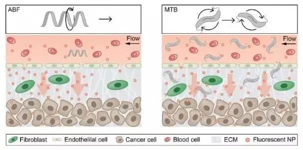 MIT团队发明受磁场操控的微型机器人，实现更精准的靶向给药