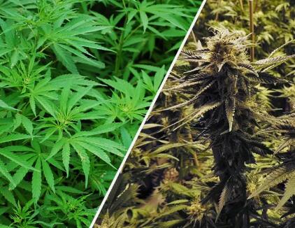 除了iPhone和耐克鞋，中国还生产了全球一半的工业大麻