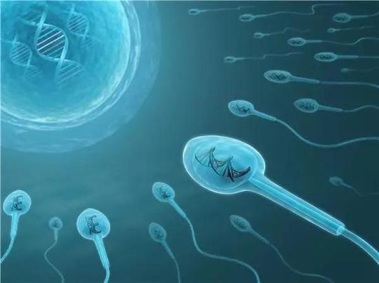 揭秘精子质量的“监控器”