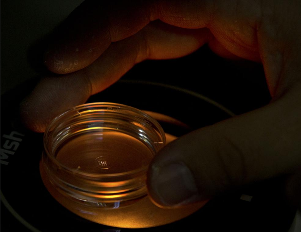 生育诊所向“基因编辑婴儿”科学家咨询帮助