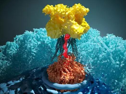 中国科大揭示人类疱疹病毒基因组包装关键机制