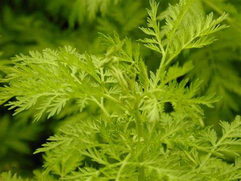 抗疟神药青蒿素，有望治疗先天性耳聋