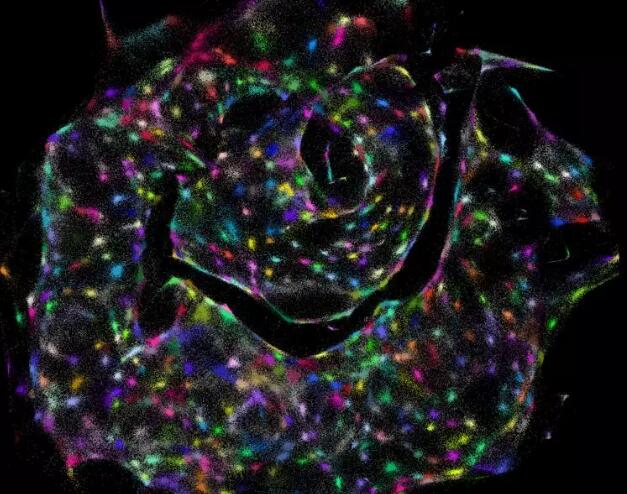 “DNA显微技术”诞生！张锋等人的颠覆性发现，可直接观测基因组