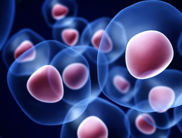 干细胞研究应设立三道伦理栅栏