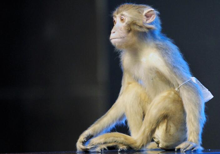 恒河猴甲亢模型验证疫苗有效 人类甲亢疫苗研发取得进展