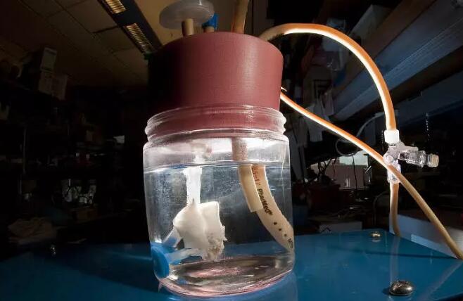 美国耶鲁大学教授成功培养可呼吸人工肺