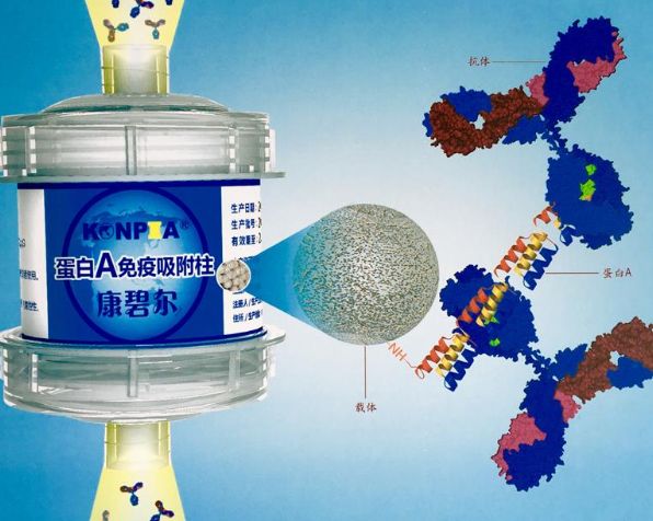 世界一医学难题被攻克，蛋白A免疫吸附疗法获突破