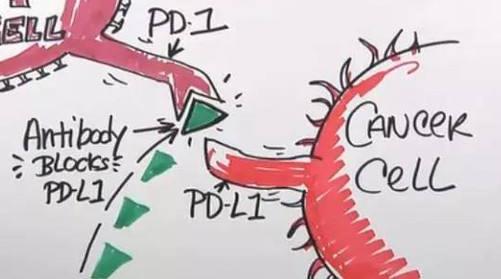 那些最早参加PD-1免疫治疗临床试验的患者 后来怎么样了？