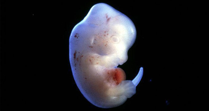 全球首次：日本批准“人兽杂交胚胎”实验