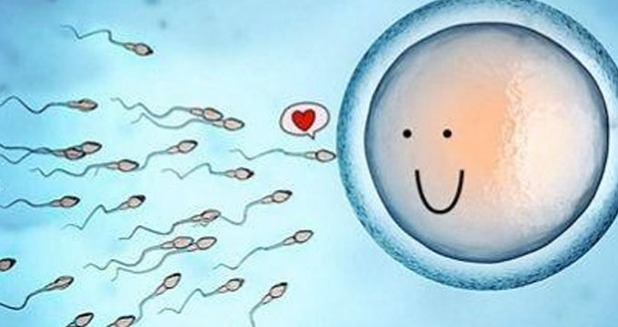 生男生女可选择？改变精子速度或可影响后代性别