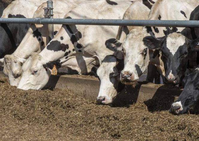 基因编辑后，这些牛的身体里出现了不该有的细菌基因……