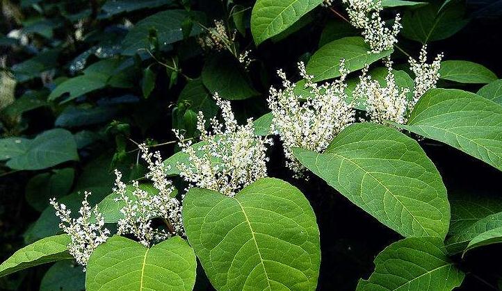 浅析“神药”白藜芦醇