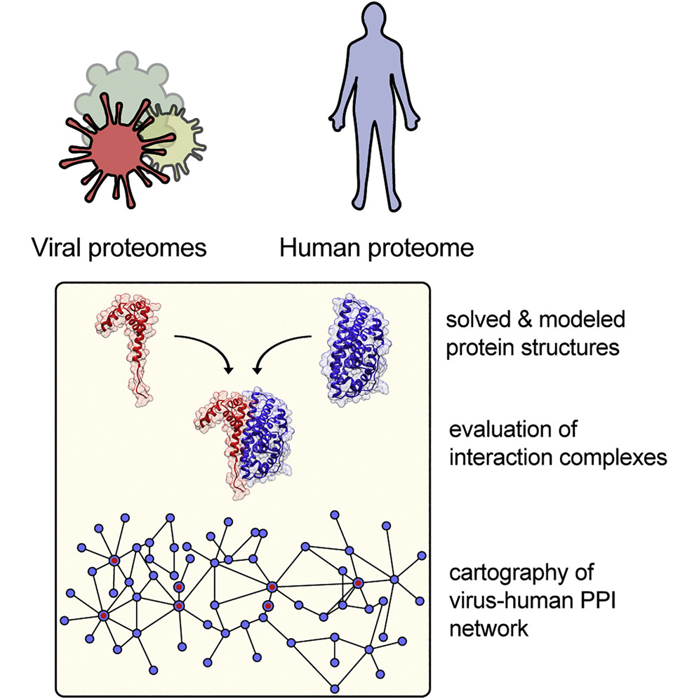 Cell重磅：人类-病毒蛋白质相互作用图谱面世