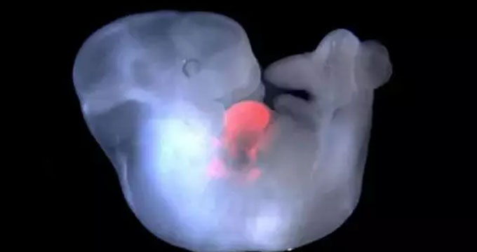 首个“人类猴子嵌合体”研究在中国进行，已被迫中止