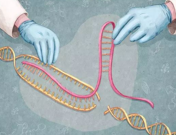 CRISPR-Cas9基因编辑技术在CAR-T、免疫检查点、抗体靶向疗法三大热门肿瘤免疫治疗中的应用