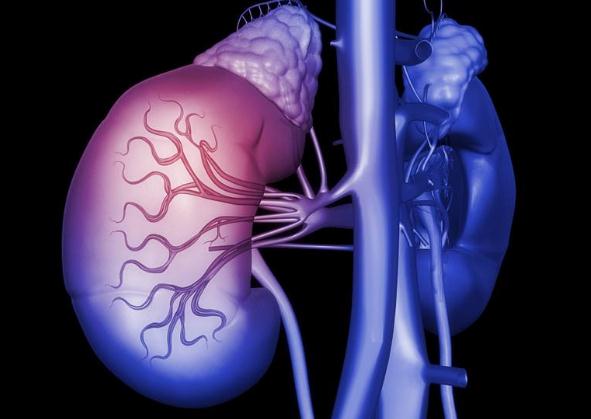 《科学》：近70000个细胞测序 人类首个肾脏免疫细胞图谱问世