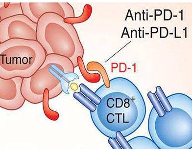 PD1耐药，与这种氨基酸有关