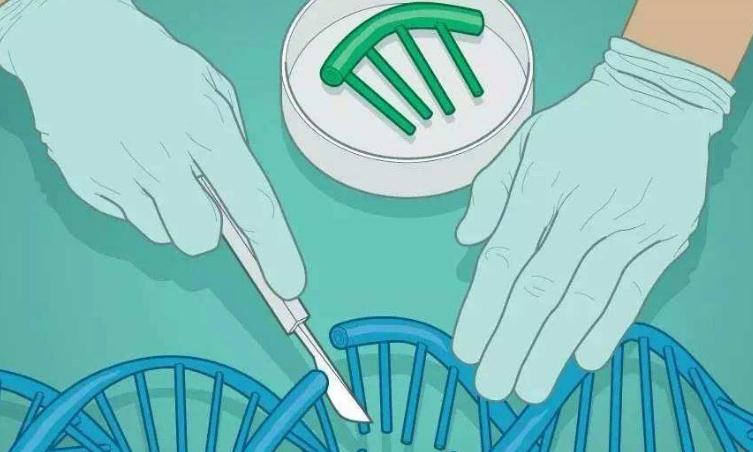 Nature：美国科学家开发新编辑技术 可纠正89%的致病DNA