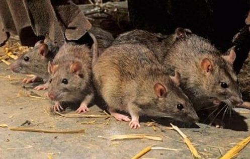 北京市卫健委：两名鼠疫患者一名病情稳定 一名病情危重