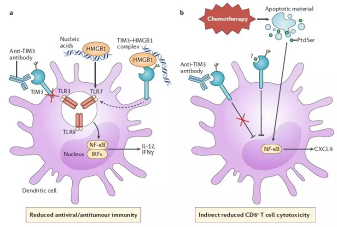 Nature：PD-1“神仙伴侣”——TIM3
