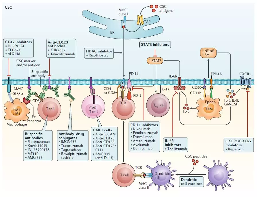 Nature最新综述：靶向癌症干细胞 ，掀起抗癌药研发热潮
