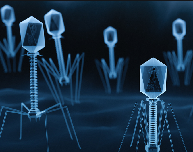 国内外噬菌体药物研发现状及应用方向
