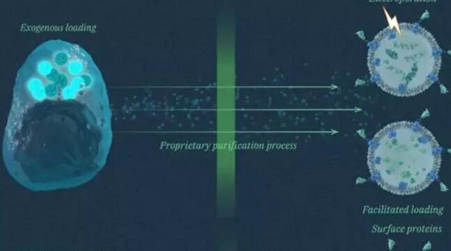 基于外泌体的药物开发现状及市场分析