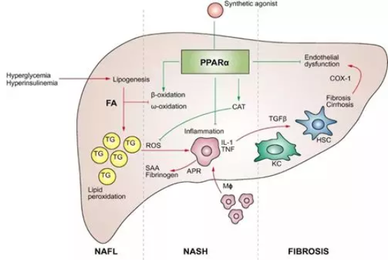 首款NASH疗法再度延后，患者何时才能迎来第一缕曙光？