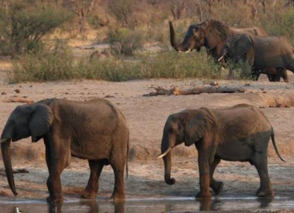 全国人大常委会法工委：《野生动物保护法》紧急启动修订