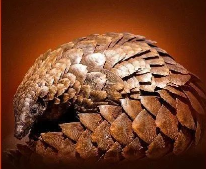 不再入药！穿山甲从药典中除名