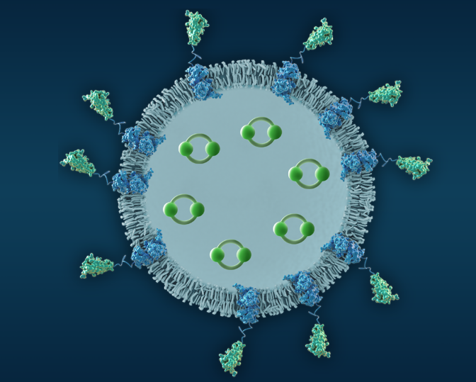 7250万美元！Sarepta与Codiak合作开发基于外泌体技术的基因疗法