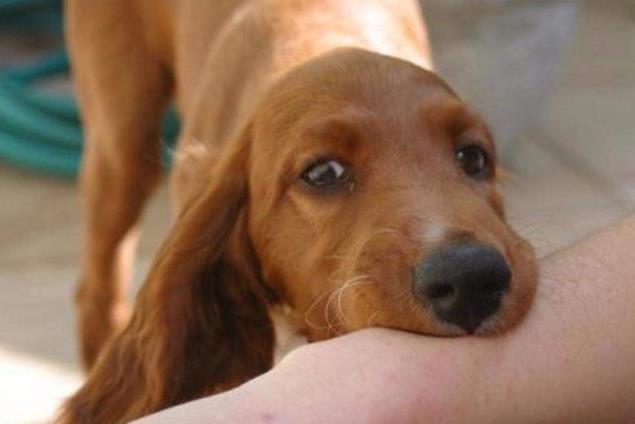 国内首个，华北制药重组抗狂犬病毒单抗药物申报上市