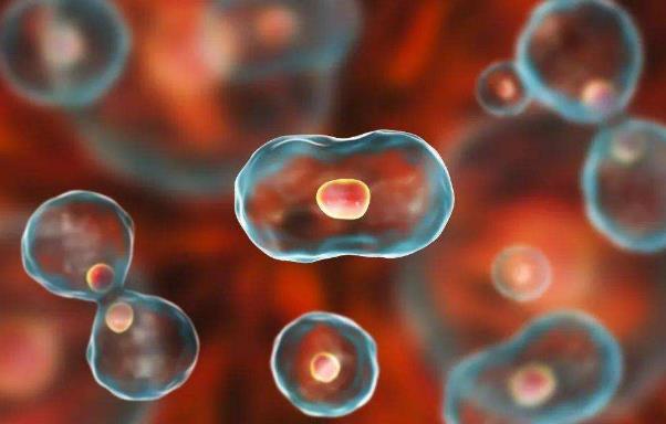 药明巨诺收购Syracuse，再加码实体瘤T细胞免疫疗法研发