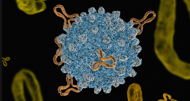 首个！百利药业四特异性抗体获批临床