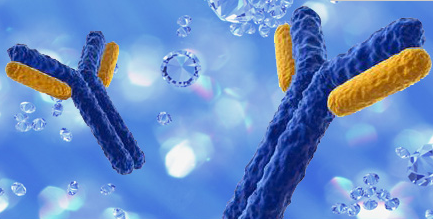 友芝友生物PD-L1/TGF-β双抗体临床试验申报获受理