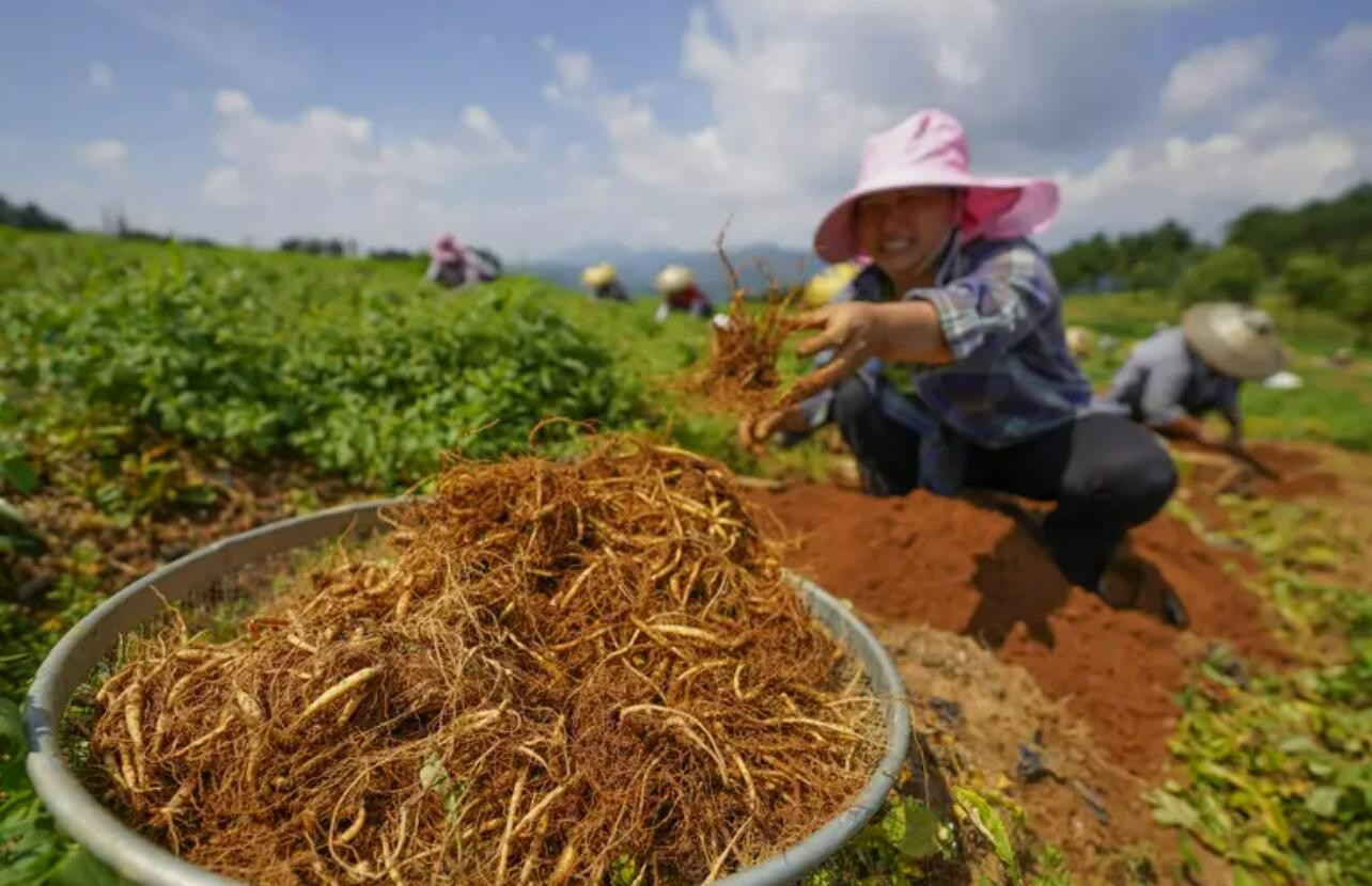 国家药监局 农业农村部 国家林草局 国家中医药局联合发布《中药材生产质量管理规范》