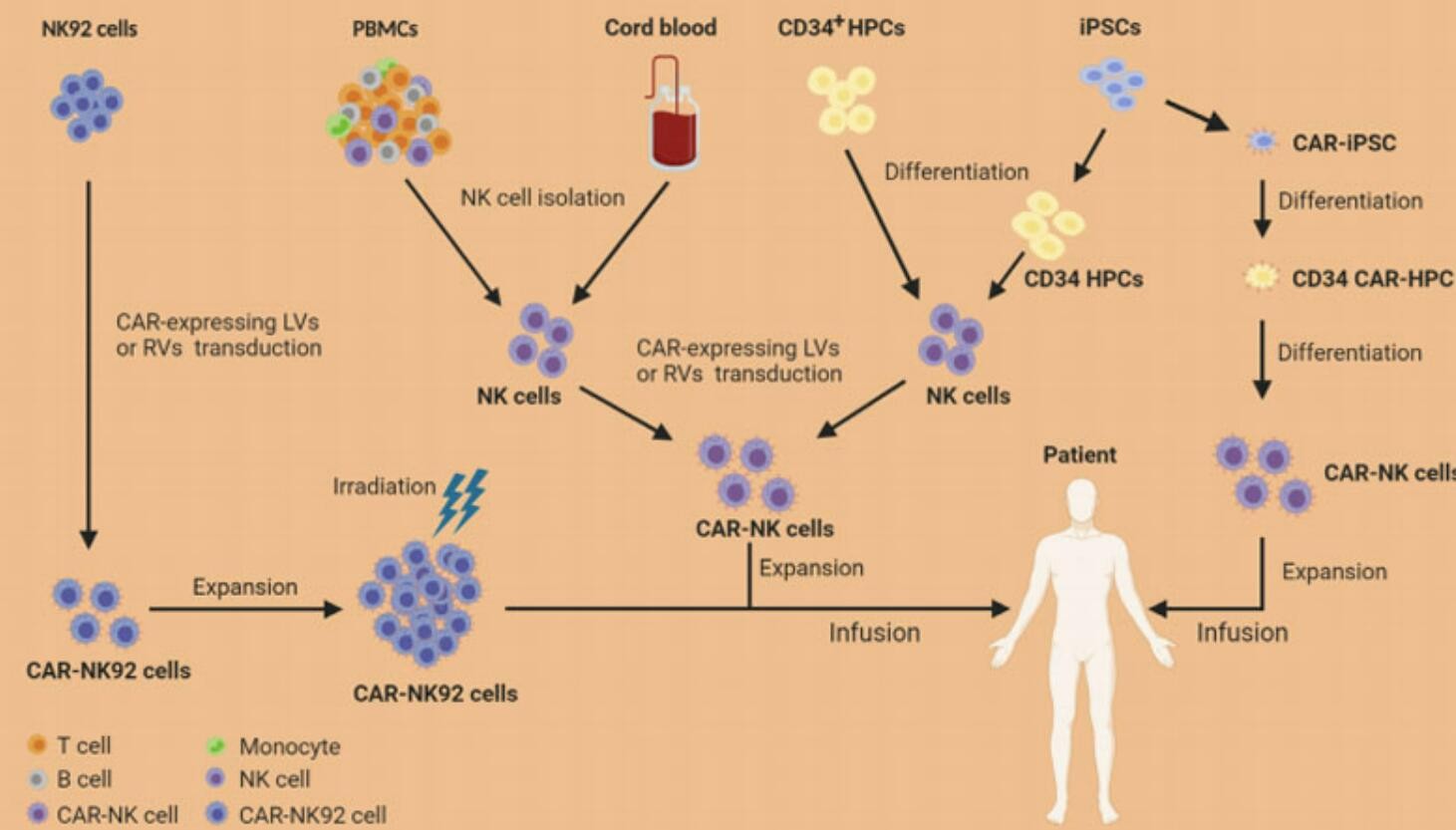 专注iPSC-CAR-NK研发，昕传生物完成种子轮融资